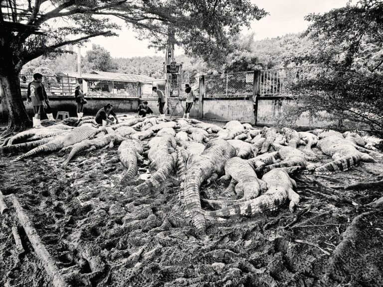 ตัดใจเชือดยกฟาร์ม หวั่นจระเข้หลุดน้ำท่วม