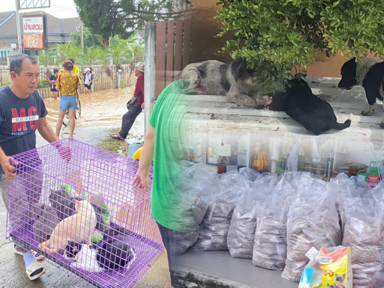 หน่วยกู้ภัยหมา-แมว เร่งช่วยน้อง ๆ พ้นวิกฤต