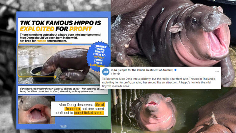 PETA ชวนบอยคอต ‘สวนสัตว์เปิดเขาเขียว’ อ้างเอา “หมูเด้ง” มาหากิน ชาวเน็ตสวนกลับ อเมริกาไม่มีสวนสัตว์เหรอ ?