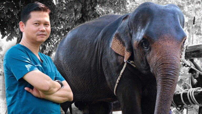 อัพเดตชีวิต “พลายขุนเดช” ทิศทางบวก ยังกังวลขาซ้ายหน้ายาวกว่าขาขวา