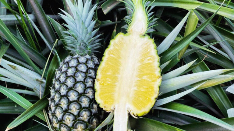 รสชาติหวานหอมถูกใจ! “สัปปะรดห้วยมุ่น” ผลไม้ไทยชนิดแรก ได้รับการขึ้นทะเบียน GI ในประเทศญี่ปุ่น