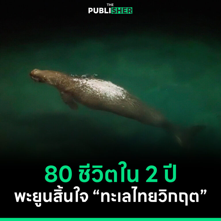 80 ชีวิตใน 2 ปี พะยูนสิ้นใจ ทะเลไทยวิกฤต