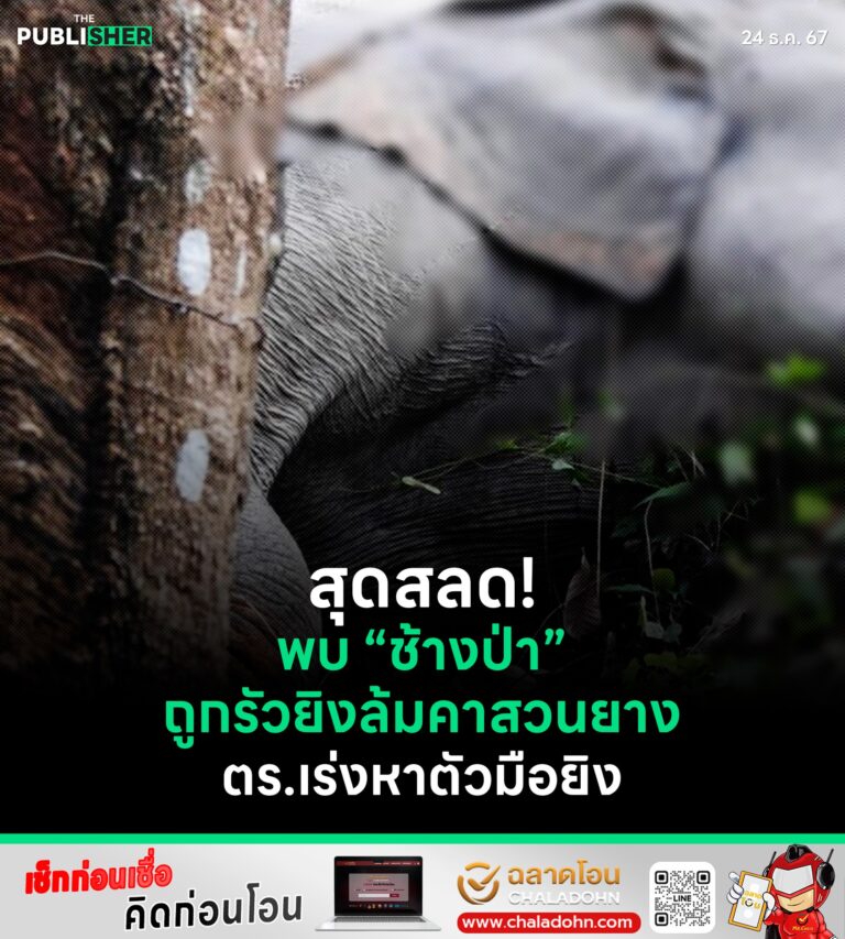 สุดสลด ! พบช้างป่าถูกรัวยิงล้มคาสวนยาง ตร.เร่งหาตัวมือยิง