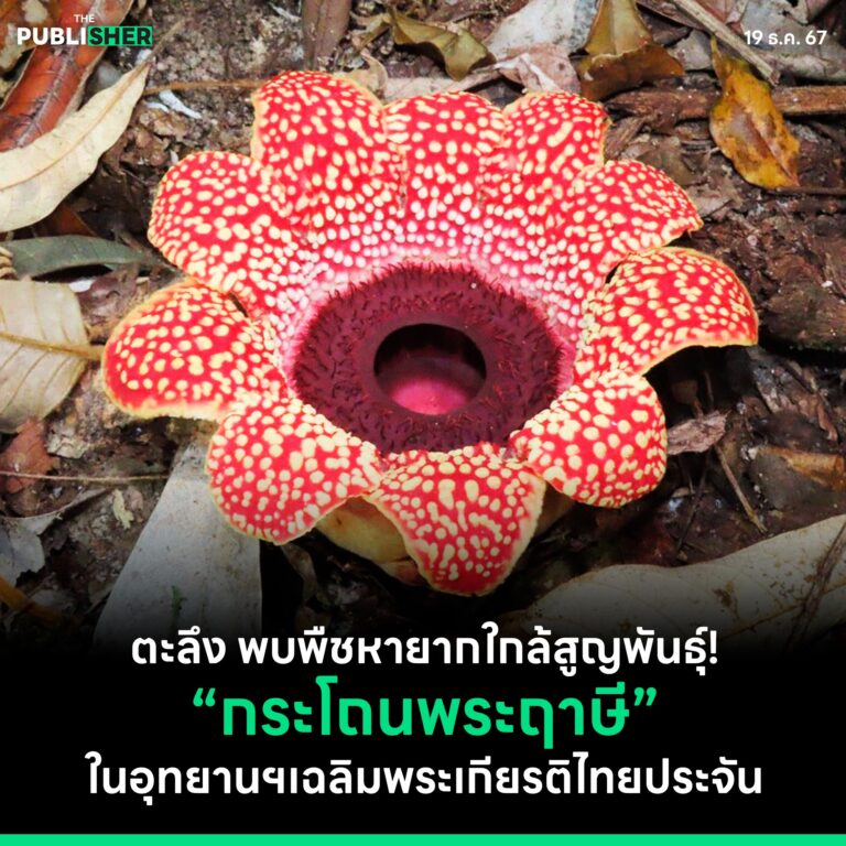 ตะลึง พบพืชหายากใกล้สูญพันธุ์!“กระโถนพระฤาษี” ในอุทยานฯ เฉลิมพระเกียรติไทยประจัน