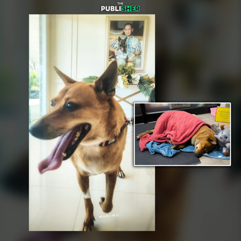 “เจ้าหมูแดง” จากหมาจรนอนรอเจ้าของผู้จากไป ชีวิตพลิกผัน สู่สุนัขทรงเลี้ยง