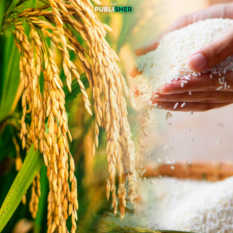 ราคาข้าวร่วงหนักในรอบ 10 ปี โรงสีแบกสต๊อกขาดทุนหนัก อินเดียเริ่มส่งออก-อินโดลดซื้อ