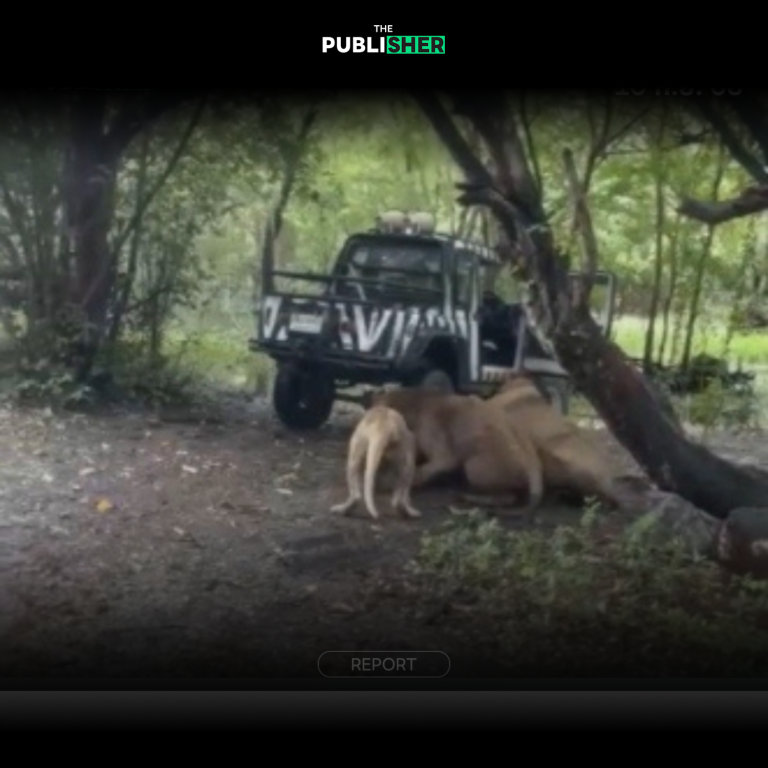 “สยอง” สิงโตรุมขย้ำ จนท. ท่ามกลางสายตานักท่องเที่ยว